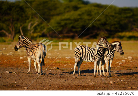 チャップマンシマウマ 42225070