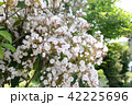 カルミアの花 42225696