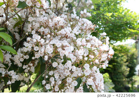 カルミアの花 42225696