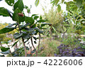 夏 セミの抜け殻 42226006