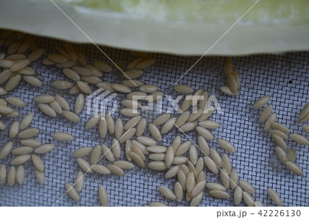 キュウリの種 42226130