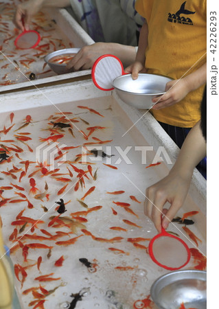 露店の金魚すくい 露店の金魚すくい 42226293