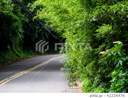 Road through bamboo forest in the spring season 42226476