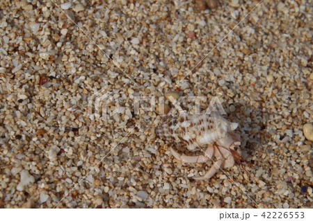 沖縄の浜辺　ヤドカリ 42226553
