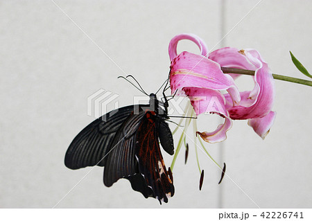 カノコユリの花の蜜を吸うナガサキアゲハ 42226741