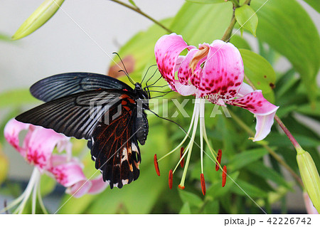 カノコユリの花の蜜を吸うナガサキアゲハ 42226742