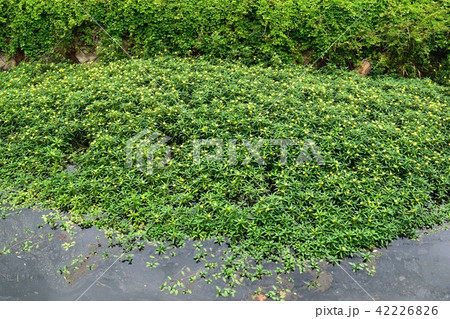 オオバナミズキンバイ 42226826