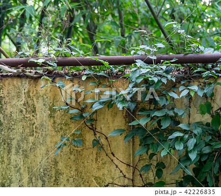old wall with green ivy background old wall with green ivy background 42226835