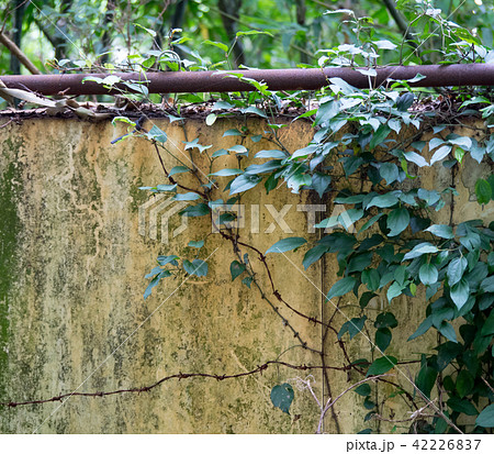 old wall with green ivy background 42226837