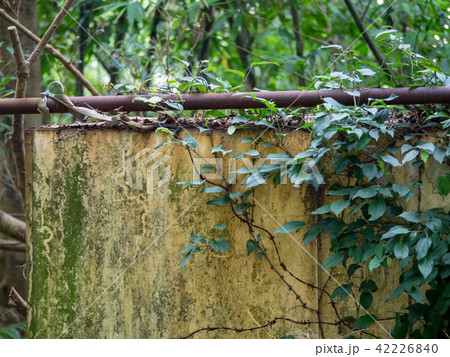 old wall with green ivy background 42226840