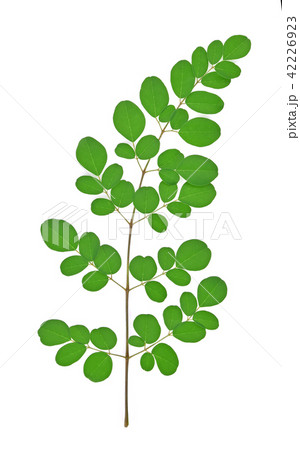 branch of green moringa leaves isolated on white 42226923