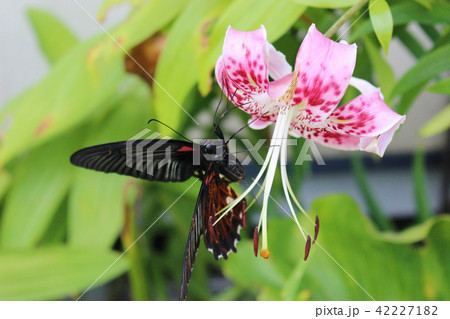 カノコユリの花の蜜を吸うナガサキアゲハ カノコユリの花の蜜を吸うナガサキアゲハ 42227182