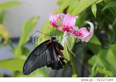 カノコユリの花の蜜を吸うナガサキアゲハ 42227184