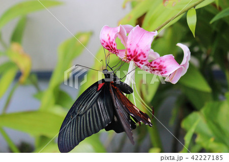 カノコユリの花の蜜を吸うナガサキアゲハ カノコユリの花の蜜を吸うナガサキアゲハ 42227185