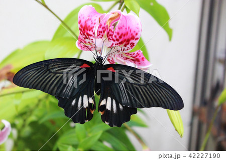 カノコユリの花の蜜を吸うナガサキアゲハ 42227190