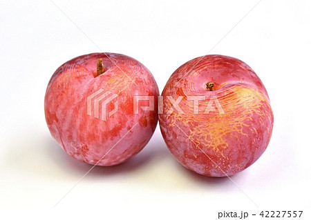 スモモ（貴陽） 42227557