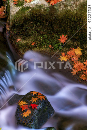 三原市 三景園の紅葉 清流の写真素材