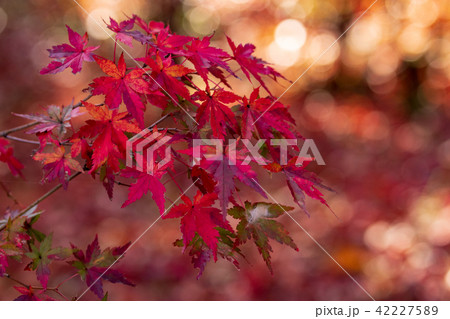 三原市 三景園の紅葉 三原市 三景園の紅葉 42227589