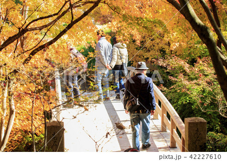三原市 三景園の紅葉 もみじ橋の写真素材