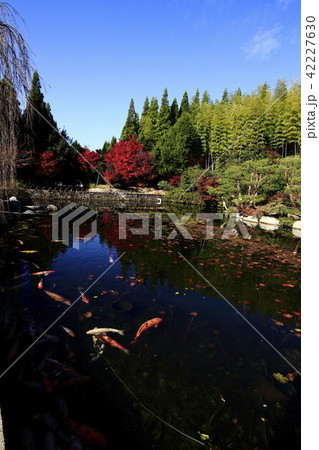 三原市 三景園の紅葉の写真素材