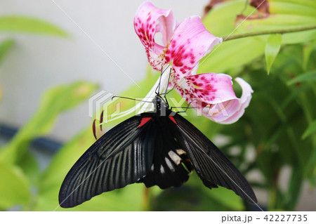 カノコユリの花の蜜を吸うナガサキアゲハ 42227735