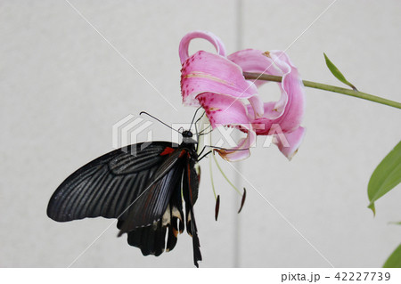 カノコユリの花の蜜を吸うナガサキアゲハ カノコユリの花の蜜を吸うナガサキアゲハ 42227739