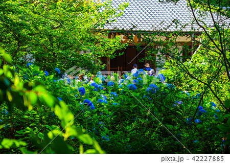 （神奈川県）明月院の紫陽花 42227885