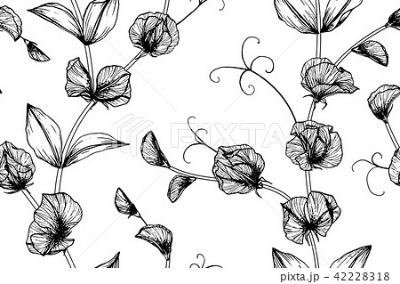Seamless Pea flower pattern background.  42228318