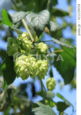 ビール原料のホップ 42229058