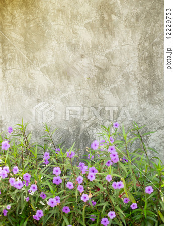 Concrete walls decorate with purple flowers Concrete walls decorate with purple flowers 42229753