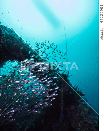 雲のように漁礁に群れるネンブツダイ　尾鷲 42229901