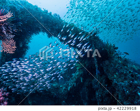 雲のように漁礁に群れるネンブツダイ 尾鷲 雲のように漁礁に群れるネンブツダイ 尾鷲 42229918