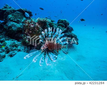 サンゴ礁の海を泳ぐハナミノカサゴ Pterois volitans 沖縄・伊江島 42231264