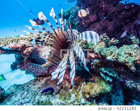 サンゴ礁の海を泳ぐハナミノカサゴ Pterois volitans 沖縄・伊江島 42231265