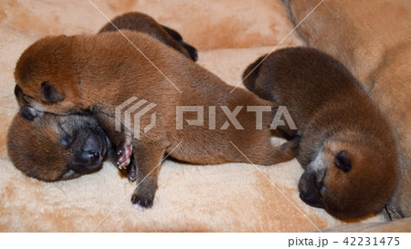 生後一週間目の柴犬の赤ちゃん達 生後一週間目の柴犬の赤ちゃん達 42231475