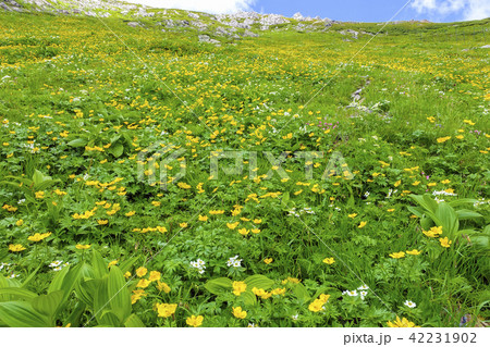 荒川岳の花畑２ 42231902