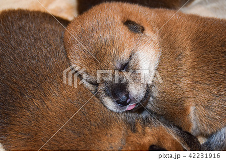 柴犬の赤ちゃん　ねんね 42231916