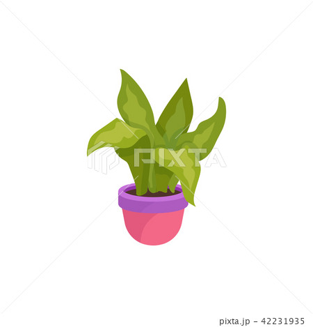 Flat vector icon of green dieffenbachia in bright pink flowerpot. Cute decorative plant with big Flat vector icon of green dieffenbachia in bright pink flowerpot. Cute decorative plant with big 42231935