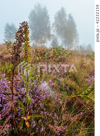 Misty morning dew on mountain meadow 42232159