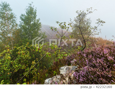 Misty morning dew on mountain meadow Misty morning dew on mountain meadow 42232160