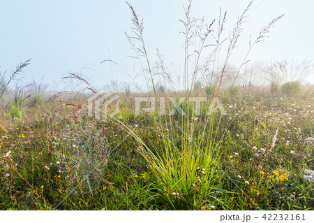 Misty morning dew on mountain meadow 42232161