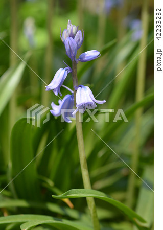 Spanish bluebell Spanish bluebell 42233232