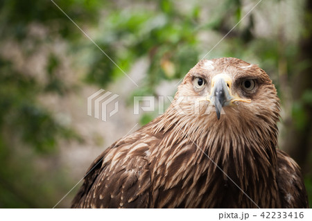 Close-up portrait of golden eagle 42233416