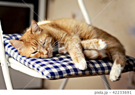 red cat is sleeping on a blue pillow on a chair red cat is sleeping on a blue pillow on a chair 42233691