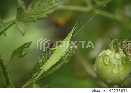 家庭菜園のミニトマト 42233831