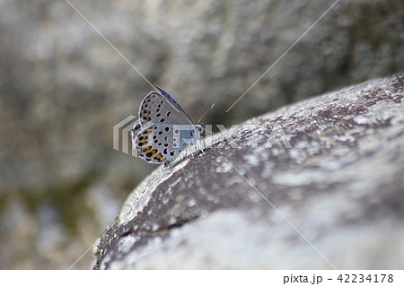 ミヤマシジミ 42234178
