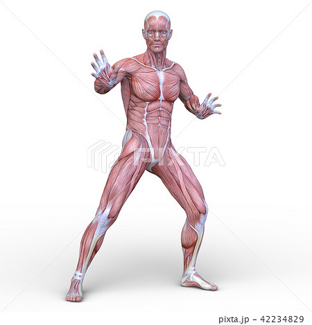 男性人体模型のイラスト素材