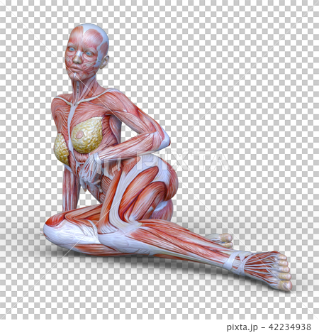 Female human body model 42234938
