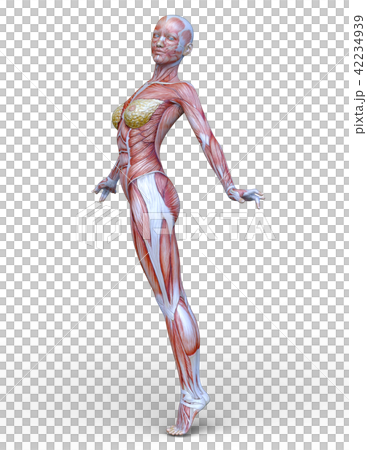 Female human body model 42234939