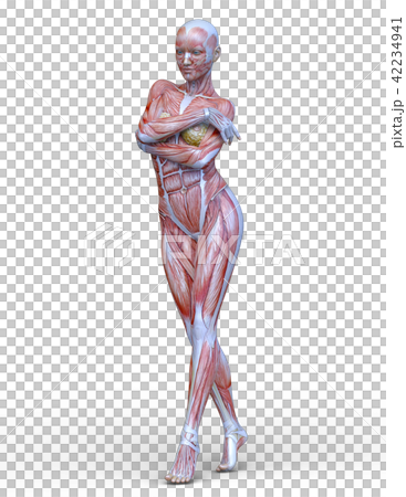Female human body model 42234941